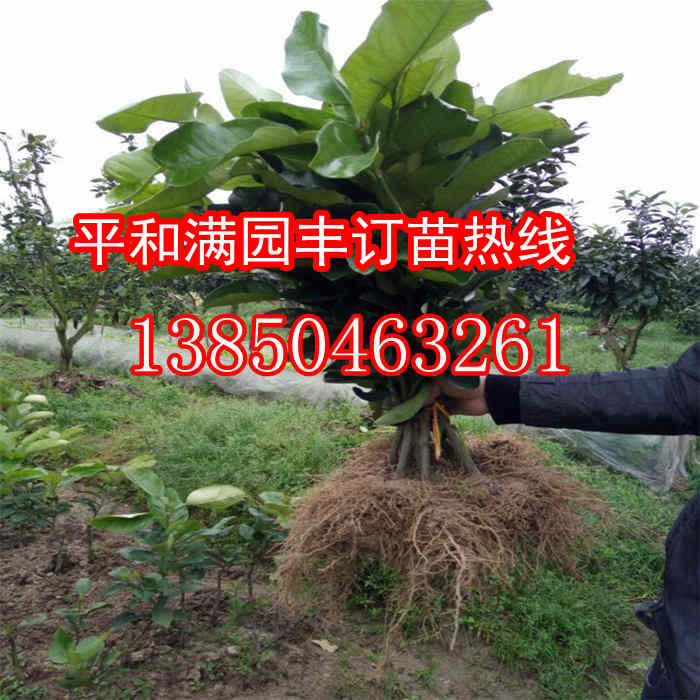 福建三红蜜柚苗  厂家价格