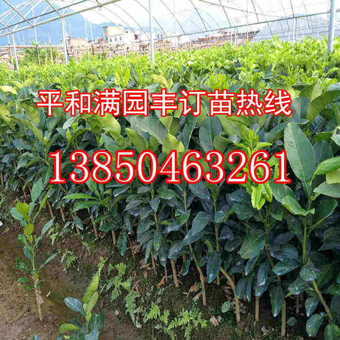 平和葡萄柚苗苗木  厂家价格