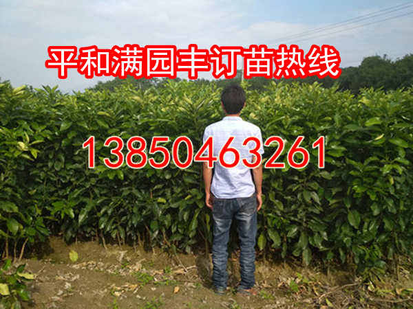 福建葡萄柚苗  厂家价格