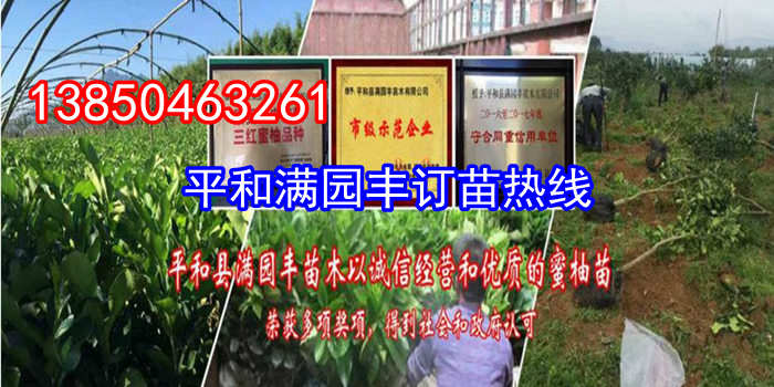 黄心柚子苗哪家好  厂家价格