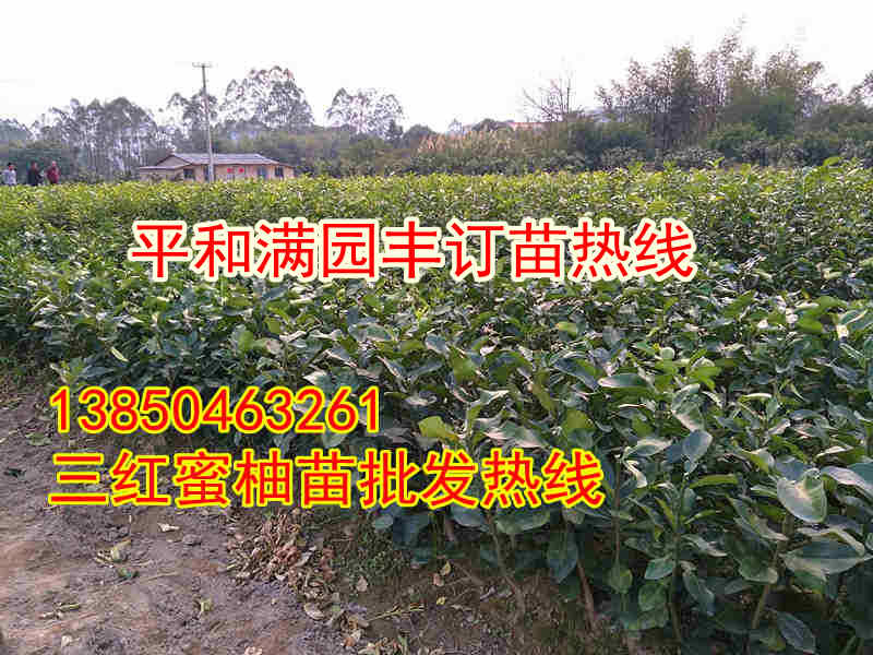 黄肉蜜柚苗苗圃  厂家价格