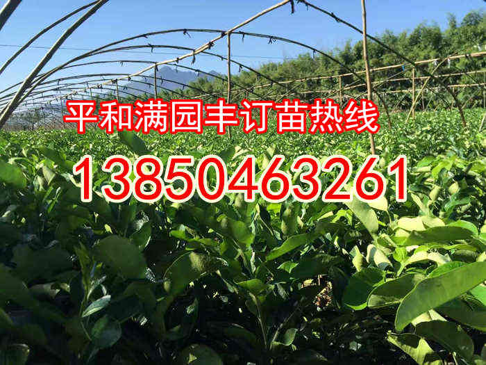 浙江红肉柚子苗价格  厂家价格