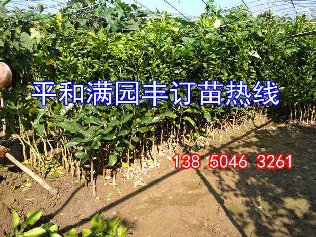 红皮柚子苗  厂家价格