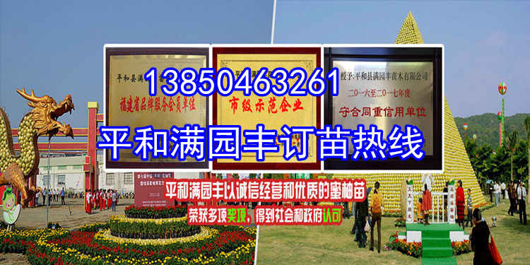 福建黄心柚子苗苗圃  厂家价格