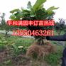 管溪红皮蜜柚苗哪里有卖