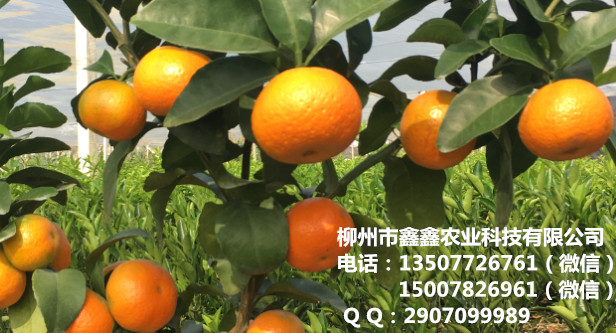 梧州哪有优质柑桔小苗&nbsp;&nbsp;柑桔苗&nbsp;&nbsp;柑桔果苗&nbsp;&nbsp;柑桔小苗价格