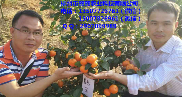 梧州哪有优质柑桔小苗&nbsp;&nbsp;柑桔苗&nbsp;&nbsp;柑桔果苗&nbsp;&nbsp;柑桔小苗价格