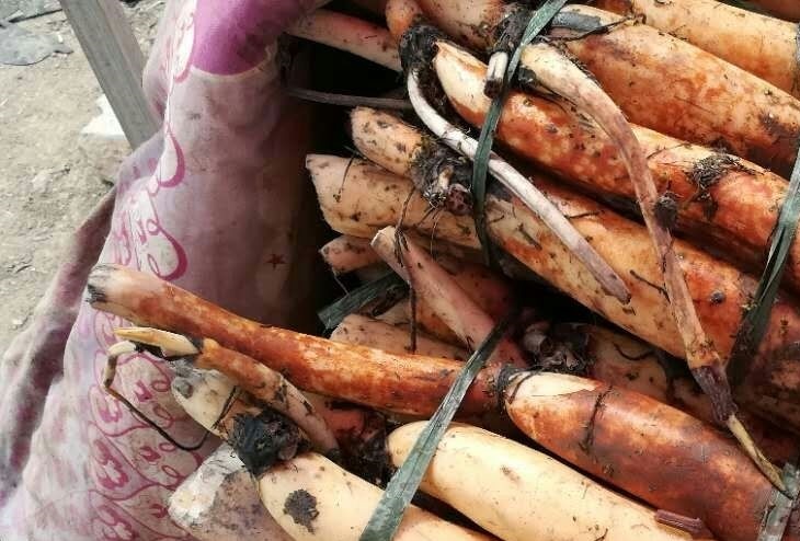 深水耐寒荷花苗&nbsp;&nbsp;荷花鲜花