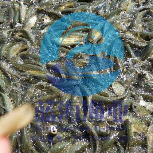 长江草鱼苗养殖&nbsp;&nbsp;厂家价格