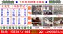 五家渠白羽王鸽一年抱几窝