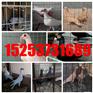 阿拉尔种鸽价格哪有卖的