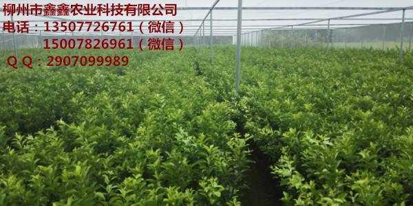 南宁柑桔苗木价格多少钱&nbsp;&nbsp;脐橙苗价格&nbsp;&nbsp;铜仁茂谷柑果苗