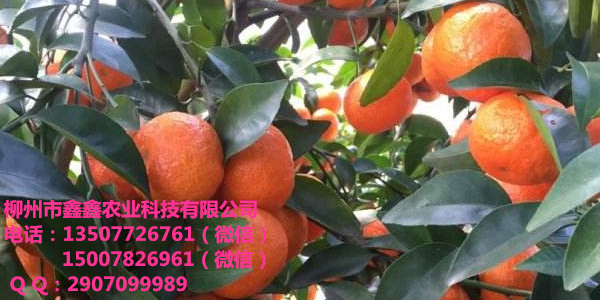 广东脱毒柑桔苗基地批发 贡柑苗 沙糖桔苗