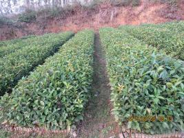 批发正宗良种大果红花油茶苗