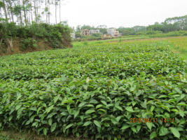 批发正宗良种大果红花油茶苗
