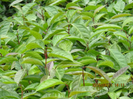 批发正宗良种大果红花油茶苗