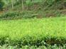 批发正宗良种岑溪软枝油茶苗