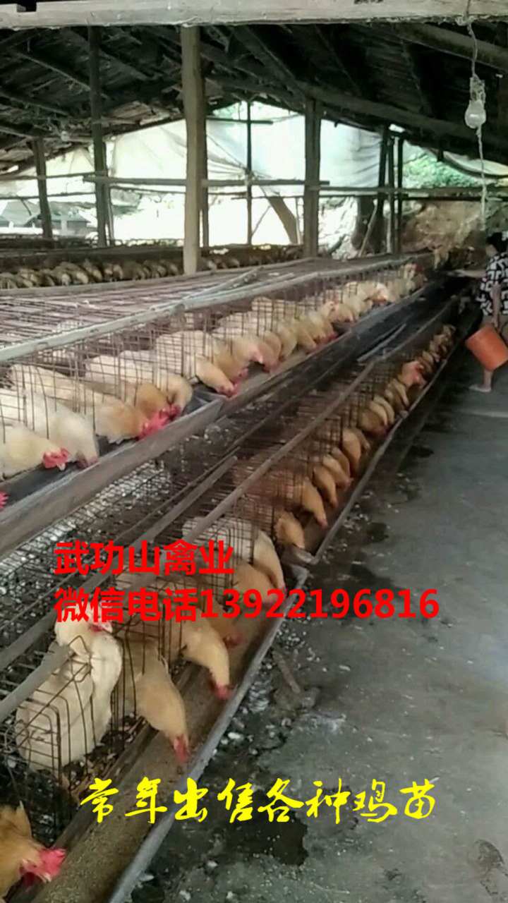 永昌县公鸡苗-永昌县白毛乌鸡苗2019价格