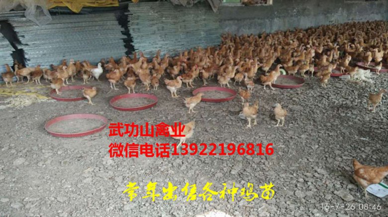 临夏快大黄鸡苗-临夏泰和乌鸡苗大鸡批发