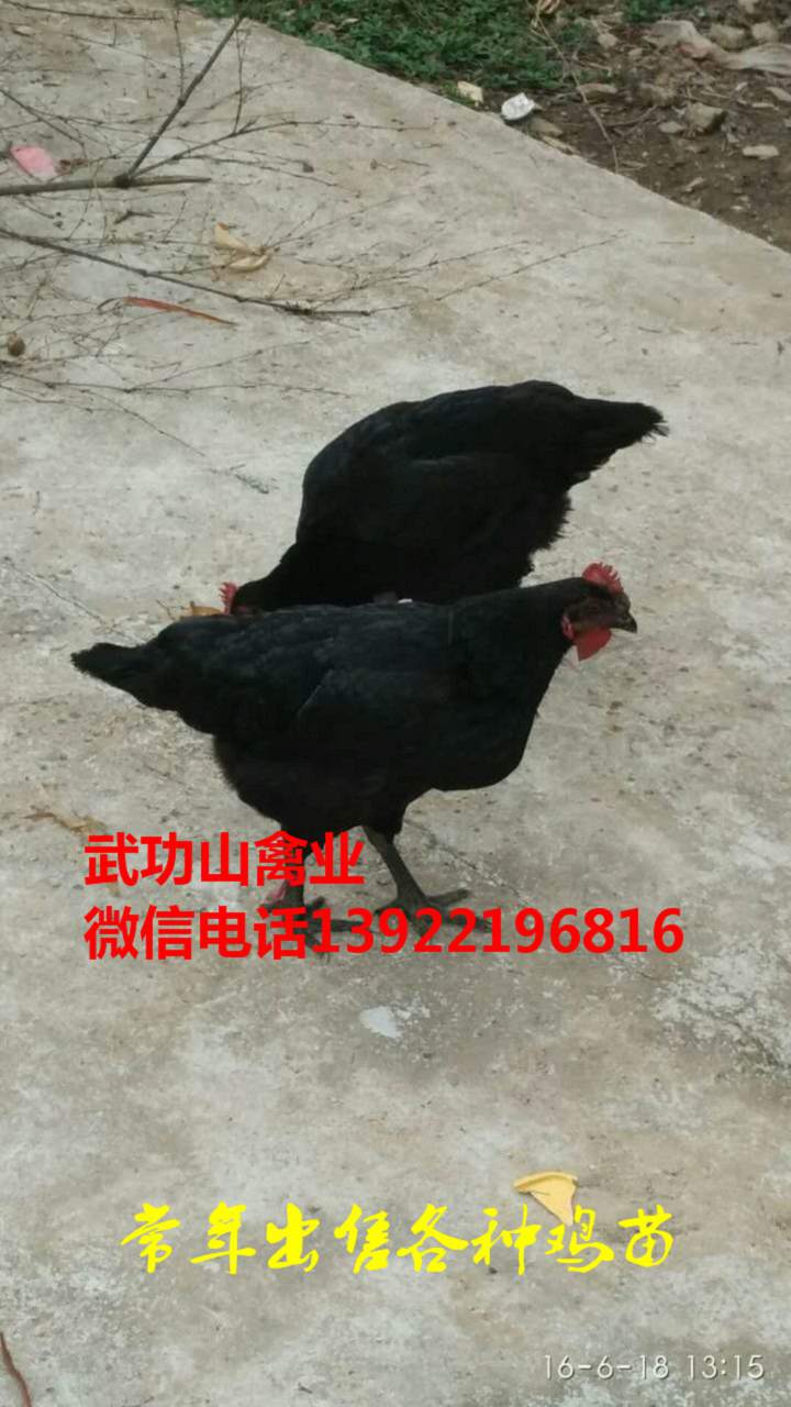 临夏快大黄鸡苗-临夏泰和乌鸡苗大鸡批发