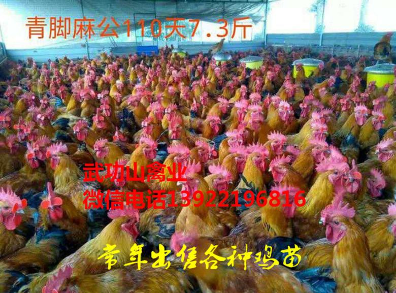 略阳快速麻鸡苗-略阳清远麻市场报价
