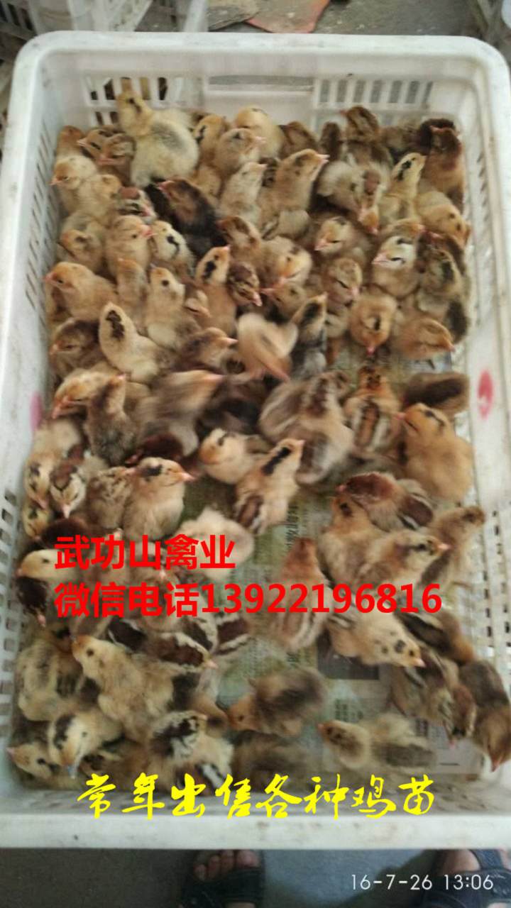 城关882鸡苗-城关鸵鸟苗视频图片