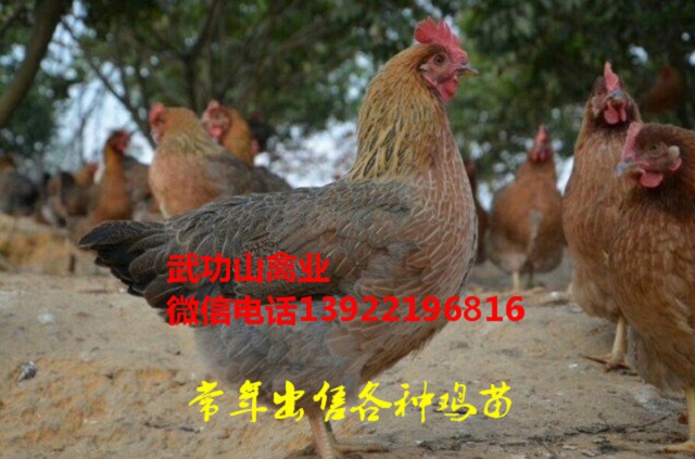 两当县882鸡苗-两当县泰和乌鸡苗大鸡批发