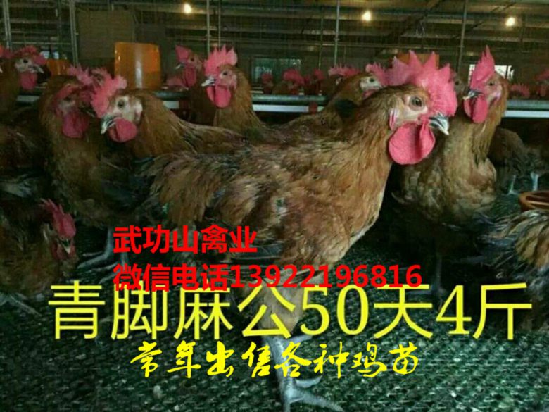 永昌县公鸡苗-永昌县白毛乌鸡苗2019价格