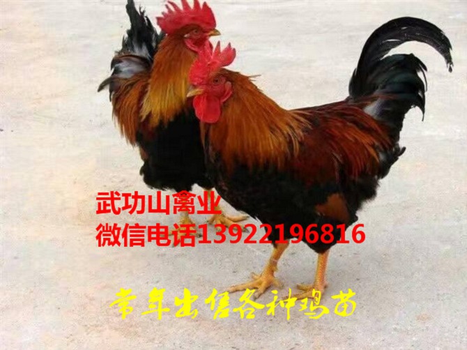 高陵县882鸡苗-高陵县鸵鸟苗2019批发厂家