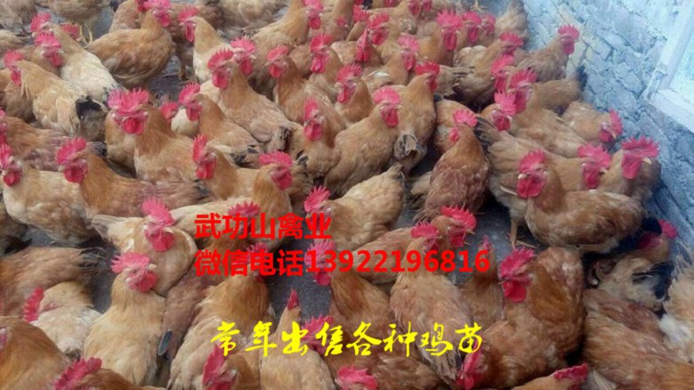高陵黑鸡苗-高陵阉鸡苗厂家批发
