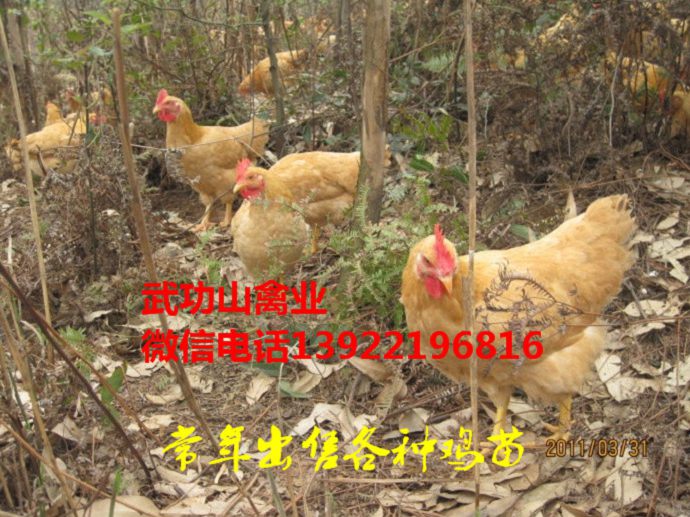 临夏快大黄鸡苗-临夏泰和乌鸡苗大鸡批发
