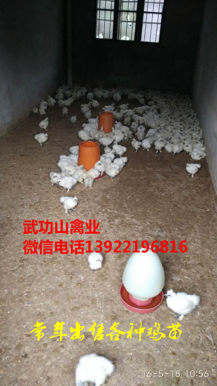 临夏快大黄鸡苗-临夏泰和乌鸡苗大鸡批发