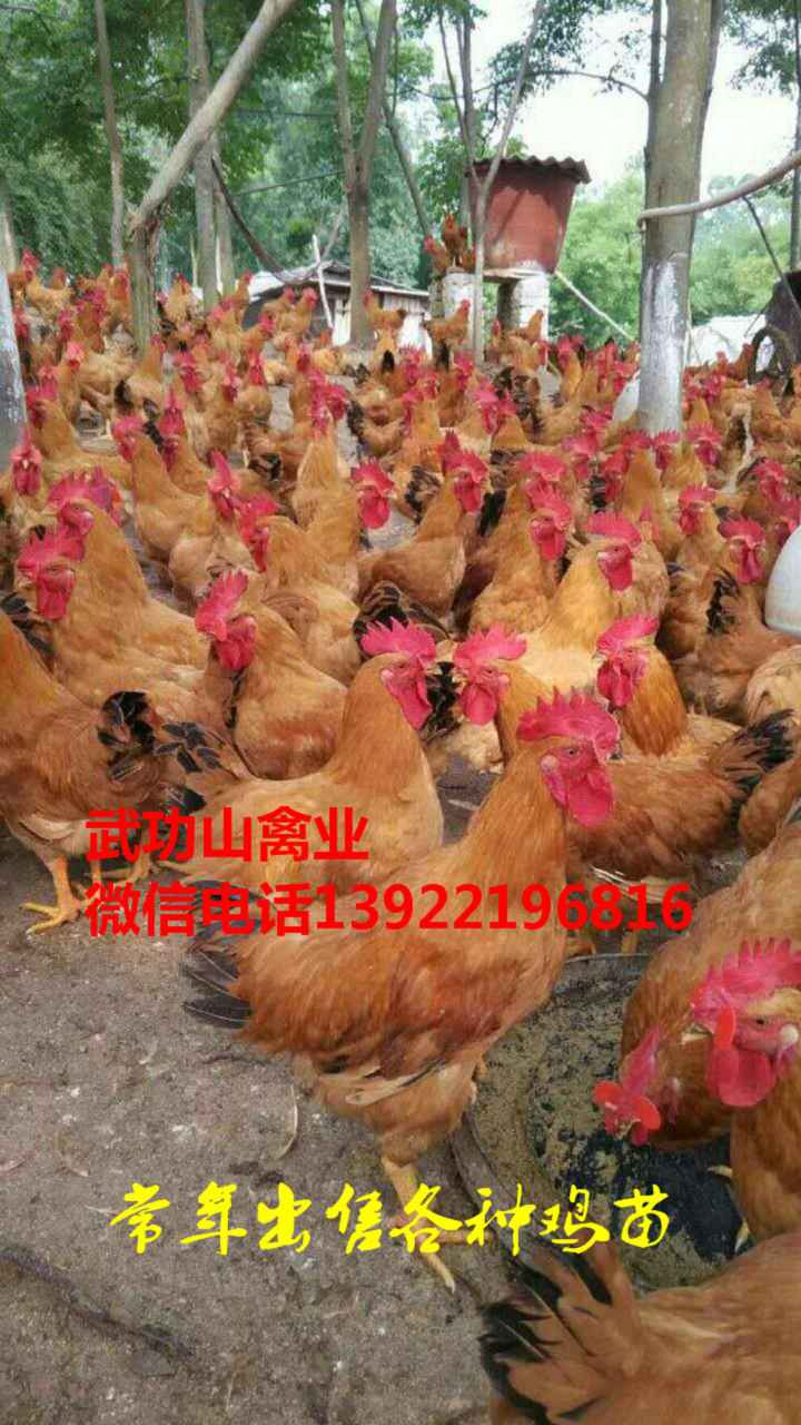 略阳快速麻鸡苗-略阳清远麻市场报价