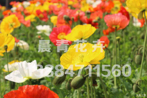 虞美人批发价格