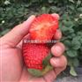 宁德福鼎红颜草莓苗品种纯正