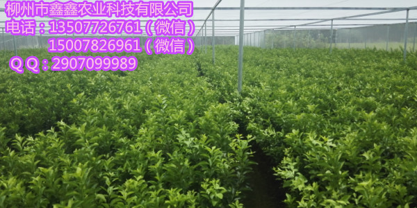 清远哪里有沙糖桔树苗&nbsp;&nbsp;脐橙苗&nbsp;&nbsp;茂谷柑果苗&nbsp;&nbsp;铜仁茂谷柑果苗