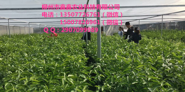 揭阳哪里有无核沃柑杯苗卖&nbsp;&nbsp;香橙&nbsp;&nbsp;脐橙苗价格&nbsp;&nbsp;沃柑苗