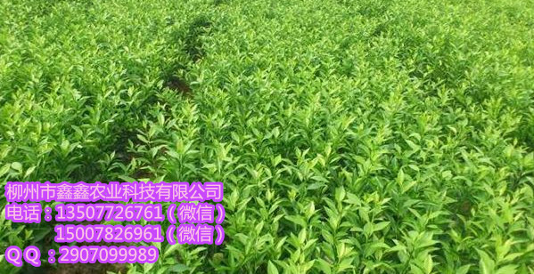 江门批发苗木金秋早熟沙糖桔&nbsp;&nbsp;香橙&nbsp;&nbsp;脐橙苗价格&nbsp;&nbsp;茂谷柑苗