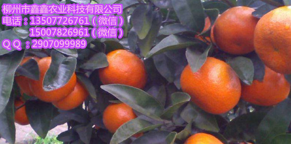 梅州大量少核默科特苗批发 沙糖桔苗 脐橙苗价格