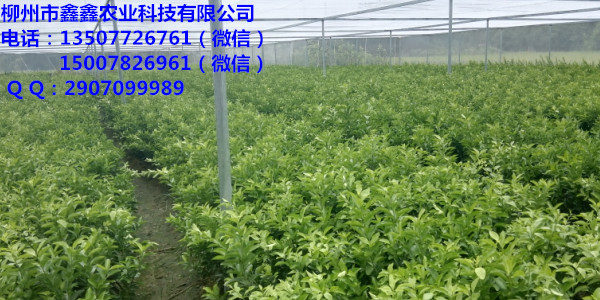韶关哪里有柑橘营养钵苗出售呢&nbsp;&nbsp;茂谷柑&nbsp;&nbsp;茂谷柑苗&nbsp;&nbsp;默科特苗