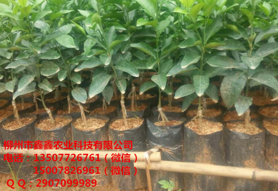 河源供应沃柑新系091幼苗 茂谷柑 默科特苗 沃柑苗价格