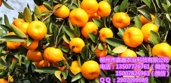 清远哪里有巴西蜜桔苗出售啊&nbsp;&nbsp;沙糖桔苗&nbsp;&nbsp;茂谷柑苗&nbsp;&nbsp;沃柑苗价格