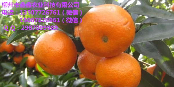 梅州哪里有砂糖桔苗批发的&nbsp;&nbsp;沙糖桔苗&nbsp;&nbsp;沃柑苗&nbsp;&nbsp;沃柑苗价格