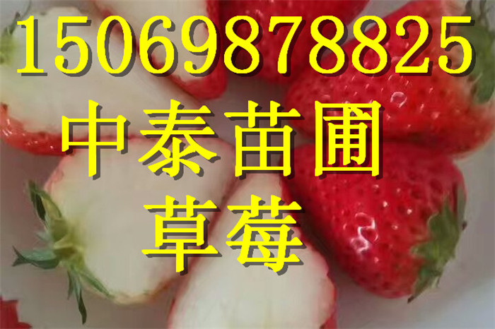 四川雅安大棚草莓苗行情