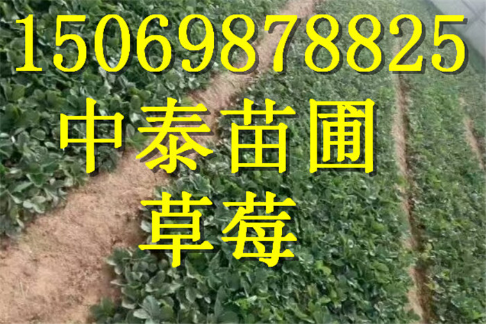 四川泸州章姬草莓苗种植基地