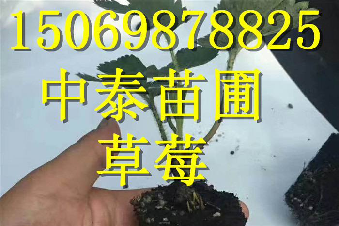 广西贵港奶油草莓苗成长特性