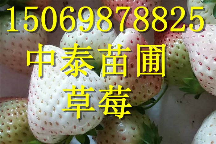贵州黔东南露天草莓苗经销商