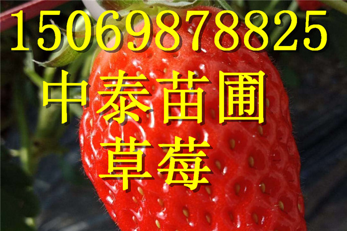 湖北鄂州章姬草莓苗品种介绍