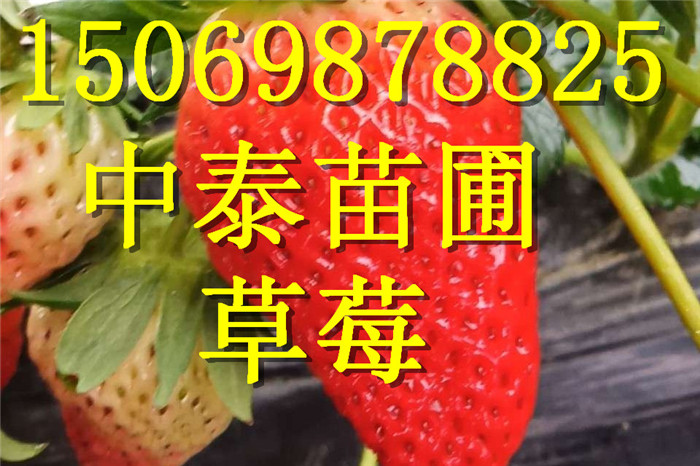 四川雅安大棚草莓苗行情