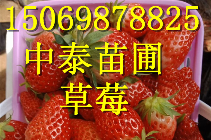 新疆巴音郭楞露天草莓苗哪里
